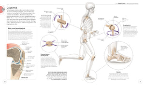 Lauftraining - Die Anatomie verstehen - Bild 5
