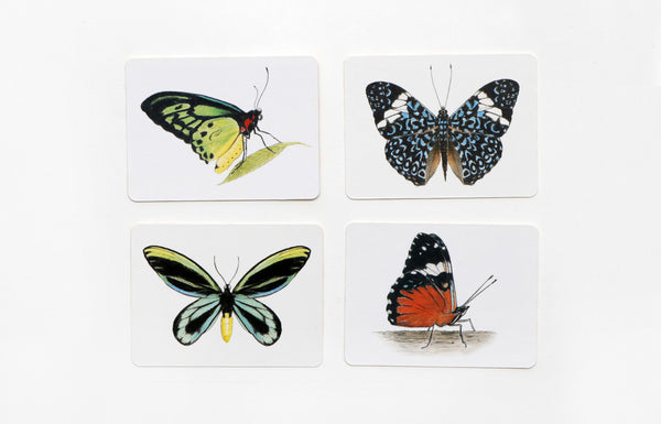 Schmetterlinge und ihre Flügel - Bild 4