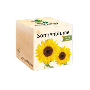 Ecocube - Sonnenblume